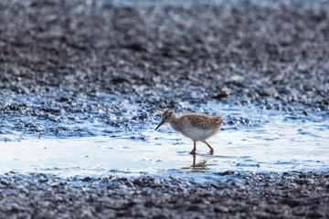 Young Redshank