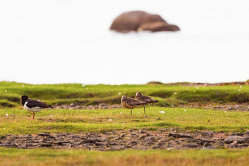 Bar-tailed godwit and oystercatcher rest