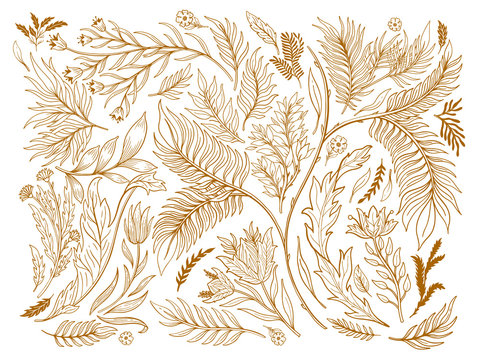 Abstract nature set collection hand drawn. Ethnic ornament, floral print, textile fabric, botanical element. Vintage retro style. Image of flowers of leaves and other natural objects.