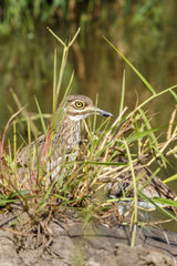 Water thick-knee bird hiding in the grass