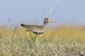 African wattled lapwing walking on the african savannah