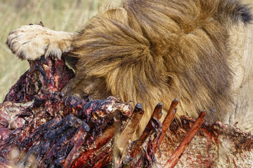 Male Lion eating on his kill