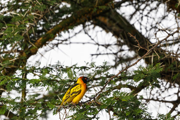 Village weaver sitting on a branch in a tree