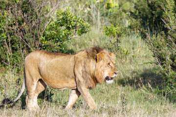 Walking big male Lion on the savannah