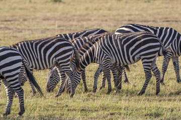 Herd of Zebras grazing on the savanna