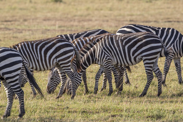 Fototapeta na wymiar Herd of Zebras grazing on the savanna
