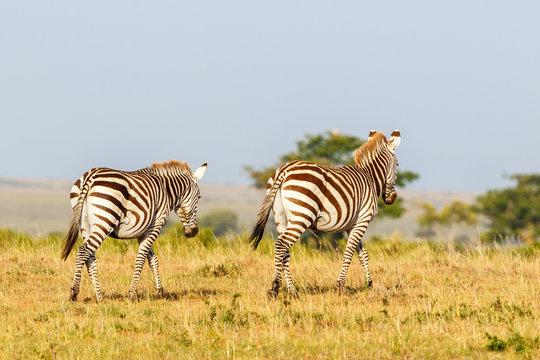 Savann landscape with two zebras