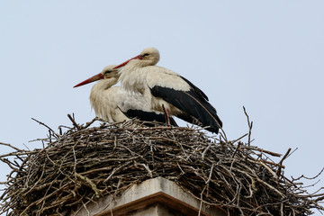 Storchen Paar