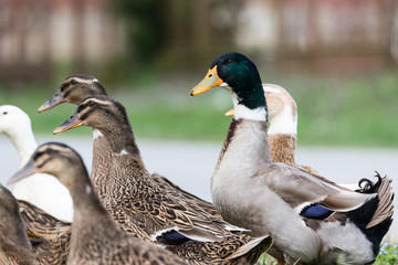 Duck Family II