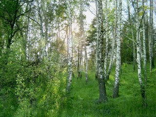 Birch Grove. Through the trunks of the trees break through the rays of the bright sun.