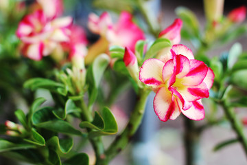 red rose in the garden on summer.
