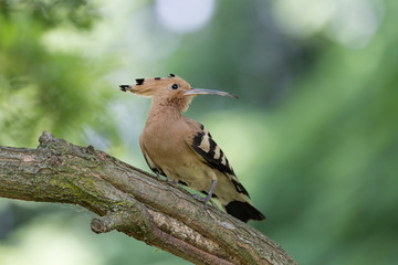 Upupa nel bosco (Upupa epops)