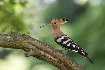 Upupa nel bosco (Upupa epops) © Manuel