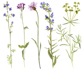 Fototapeta na wymiar Set of watercolor flowers and plants