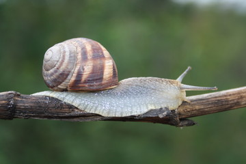  Snail crawling on a branch close-up