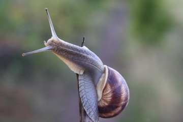  Snail crawling on a branch close-up