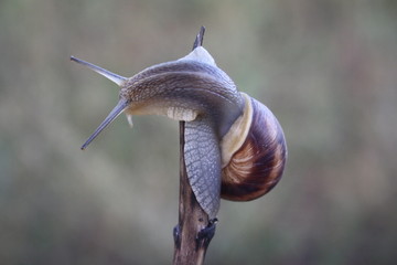  Snail crawling on a branch close-up