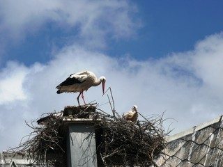 Cigogne blanche et son cigogneaux dans leur nid sur un toit de Munster en Alsace. France