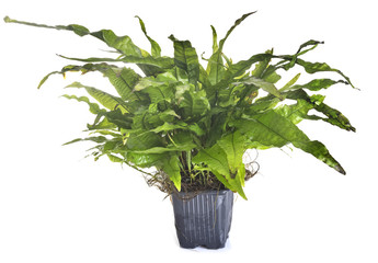 Obraz premium Microsorum pteropus in studio