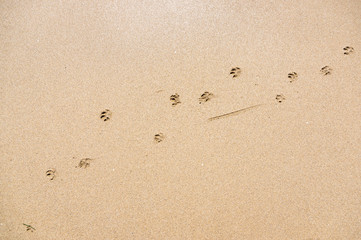 Dog footprints on wet sand