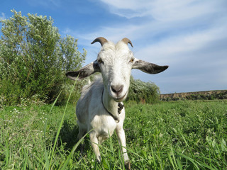 White goat grazing on a summer green meadow on blue sky background. Horned goat eating grass on the pasture and looking into camera