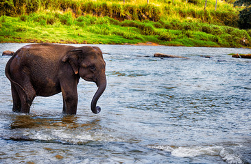 elephant is walking along the river