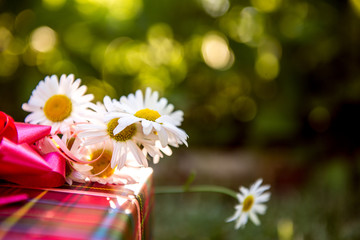 daisies and gift box. gift and  bunch of chamomiles. Summer gift, summer holiday, birthday party in the park. Birthday present
