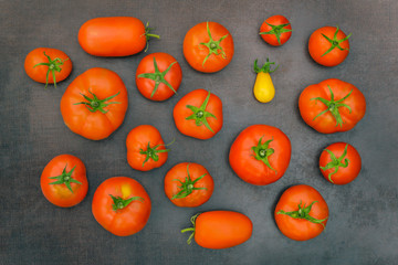 Harvest of ripe tomatoes