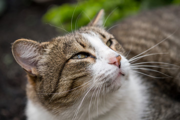 sleepy cat admires the sky