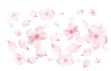 Petals and flowers of a flowering spring tree. Cherry, cherry or Apple flowers. realistic vector