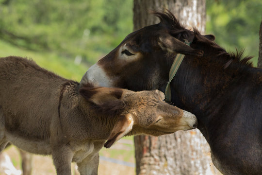 mamma asina e il suo cucciolo