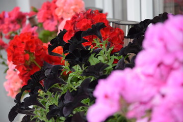 Czarna surfinia Black petunia