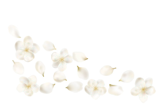 White Petals Images – Browse 3,615,219 Stock Photos, Vectors, and Video |  Adobe Stock