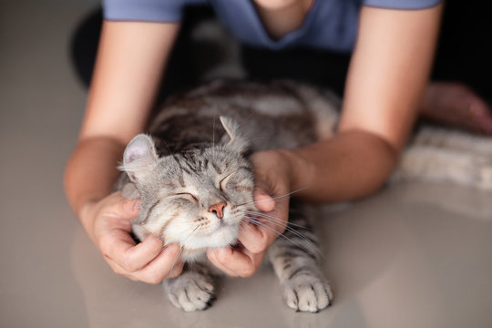 Happy Cat Lovely Comfortable Sleeping By The Woman Stroking Hand Grip At . Love To Animals Concept .