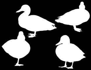 four standing ducks isolated on black