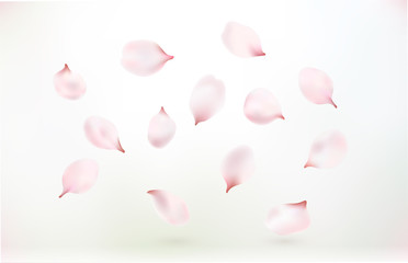 Petals and flowers of a flowering spring tree. Cherry, cherry or Apple flowers. realistic vector