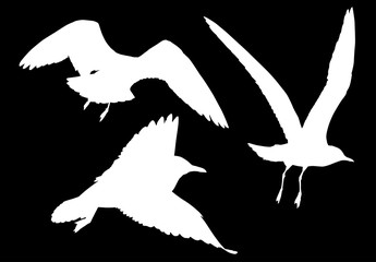 set of three white seagulls illustration