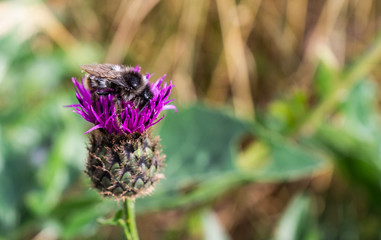 Hummel3