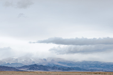 herd of bison grazing in valley near snow-covered mountains