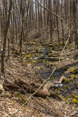 Flowing stream through the woods