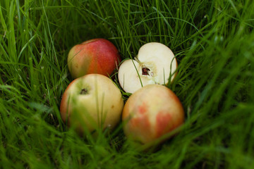 Ripe yellow red apples lying on the grass. One of them is sliced. Close up background