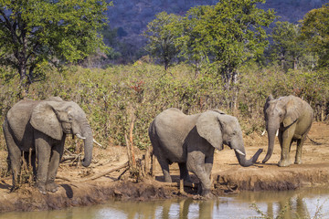 Fototapeta premium African bush elephant in Kruger National park, South Africa; Specie Loxodonta africana family of Elephantidae