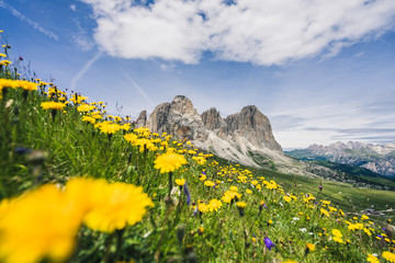 Beautiful summer mountain view of Passo Sella and high peak Sassopiatto and Sassolungo, Langkofel, Dolomiti, Sella group. Green meadows and pastures, alpine dolomites peaks and blue sky.