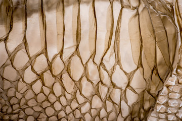 Fototapeta premium snake skin - texture close up in the detail