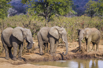 Fototapeta premium African bush elephant in Kruger National park, South Africa