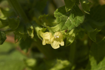 Melissa officinalis