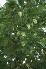 Ostrya carpinifolia
