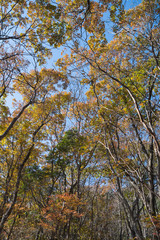 行道山の紅葉