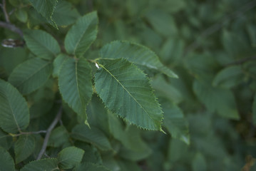 Ostrya carpinifolia