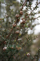 Tasmania